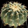 Discocactus_boliviensis